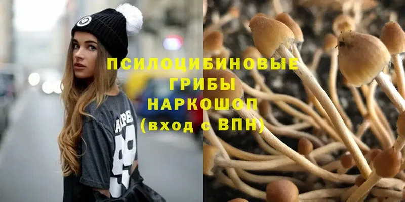 kraken как зайти  Заинск  Галлюциногенные грибы Psilocybine cubensis 